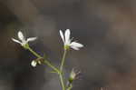 Michaux's saxifrage